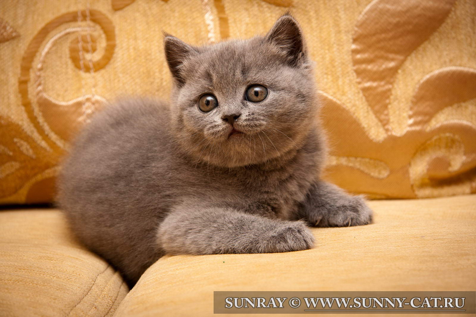 Британская Кошка Котенок Фото