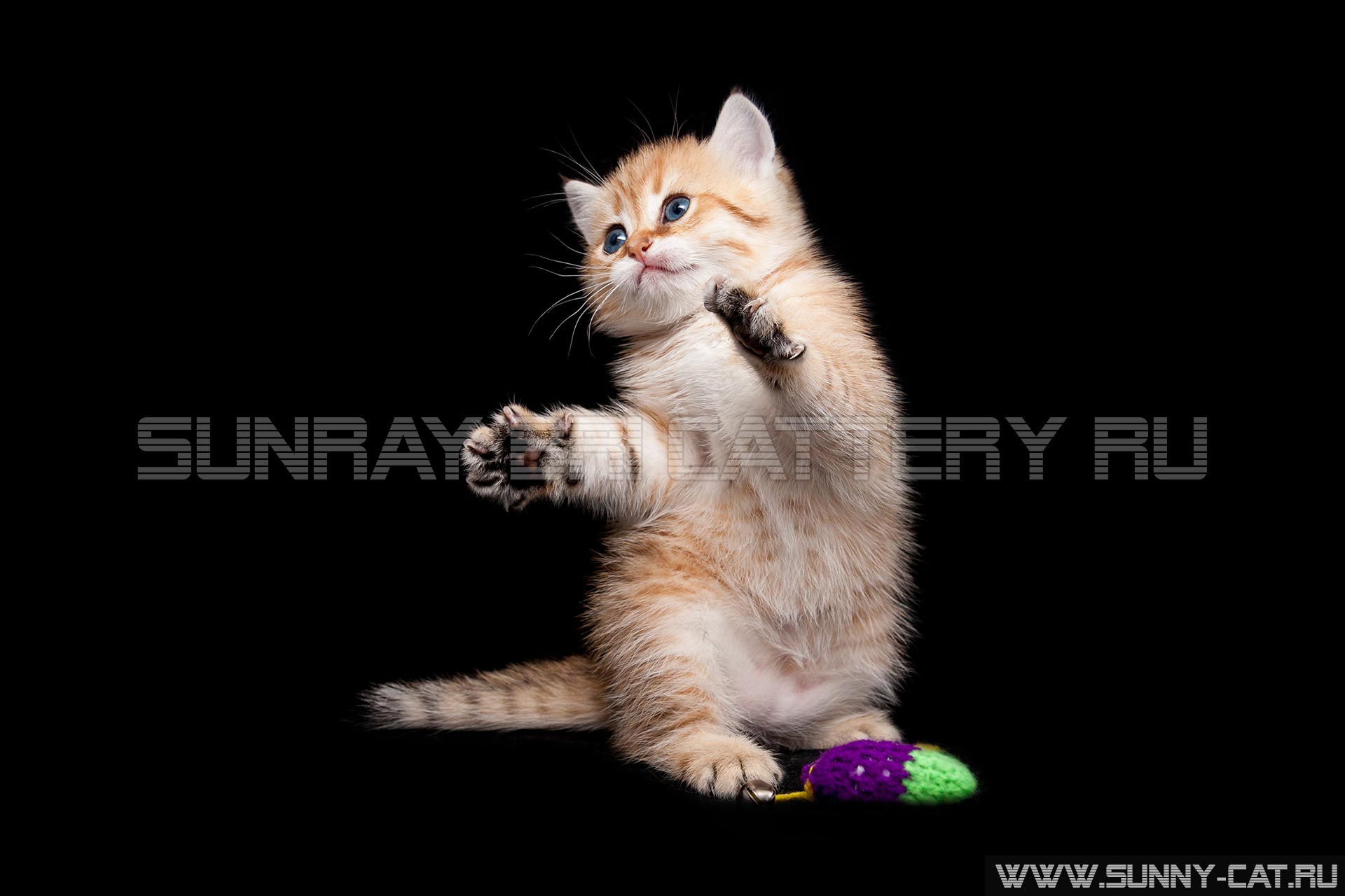 Котенок играет стоя на задних лапах, рыжий игривый котенок смешно стоит на задних лапках рядом с игрушкой на черном фоне