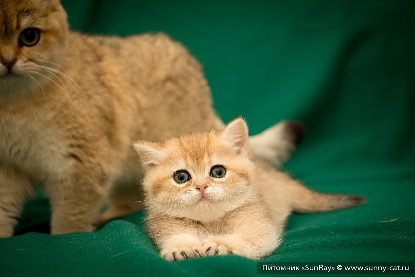 Британская Кошка Котенок Фото
