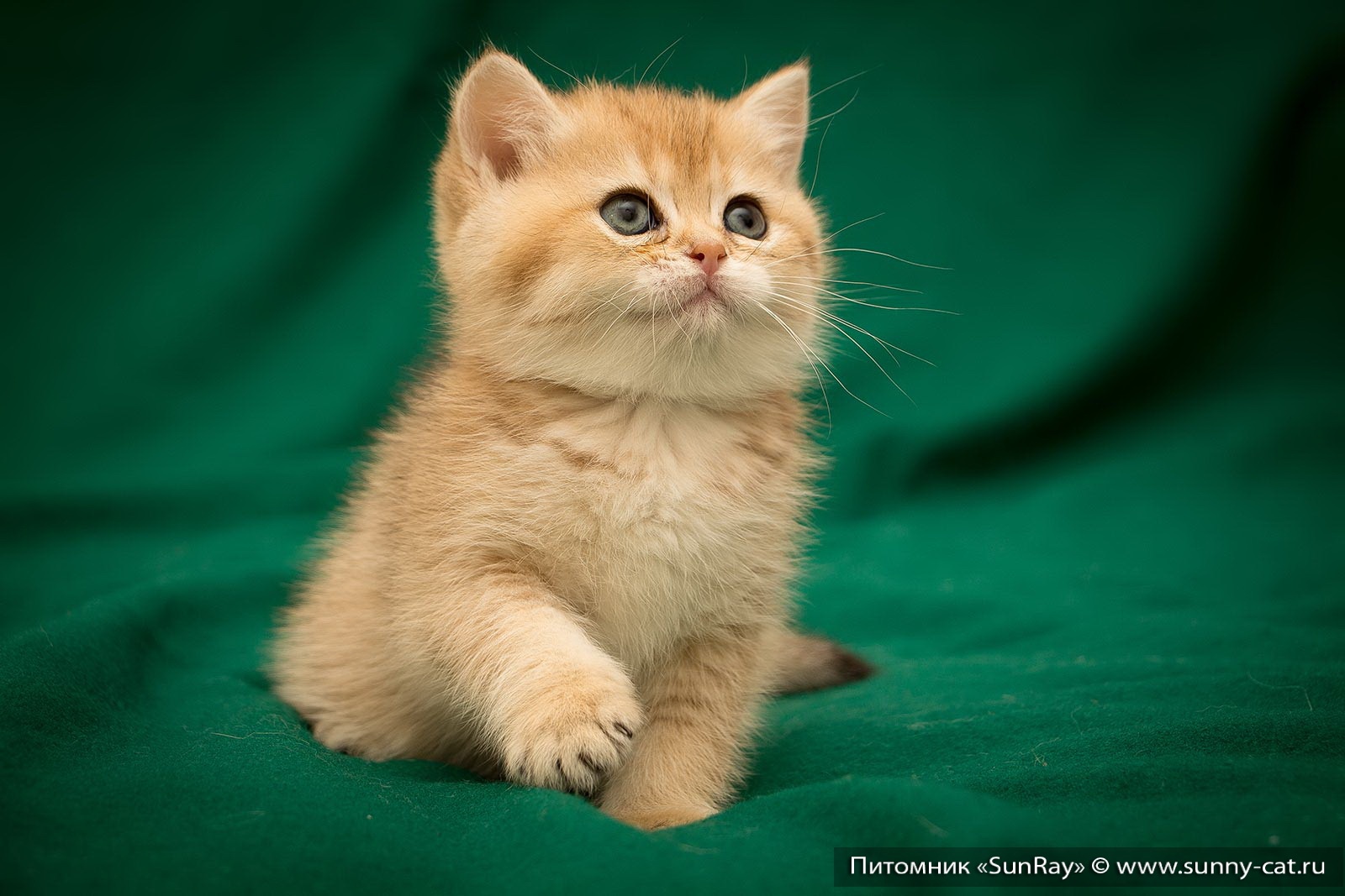 Британская Кошка Котенок Фото