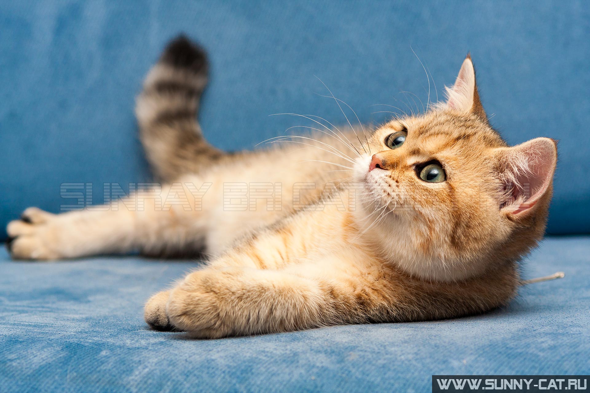 Молодая золотая британская кошка с зелеными глазами лежит на синем диване и смотрит вверх