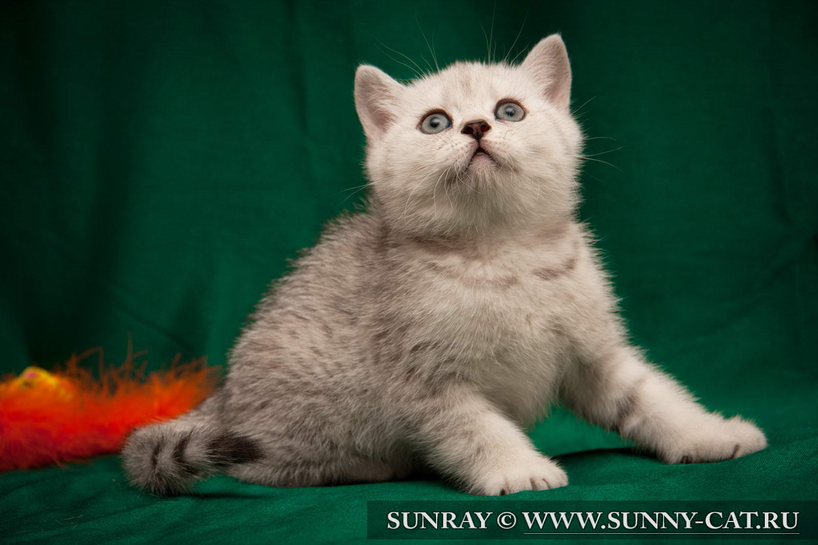 Кличка британца. Британский кот окрас ns24. Британская короткошёрстная кошка расцветки. Bri окрас породы британских. Клички для британских короткошерстных кошек.
