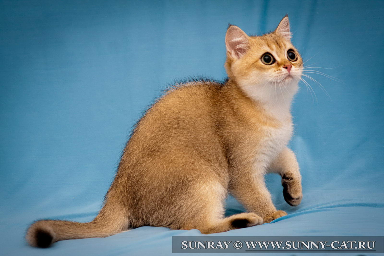 Окрас золотая. Шотландская вислоухая шиншилла золотая тикированная. Золотой тикированный британец. Британский кот золотая шиншилла. Окрас золотая.