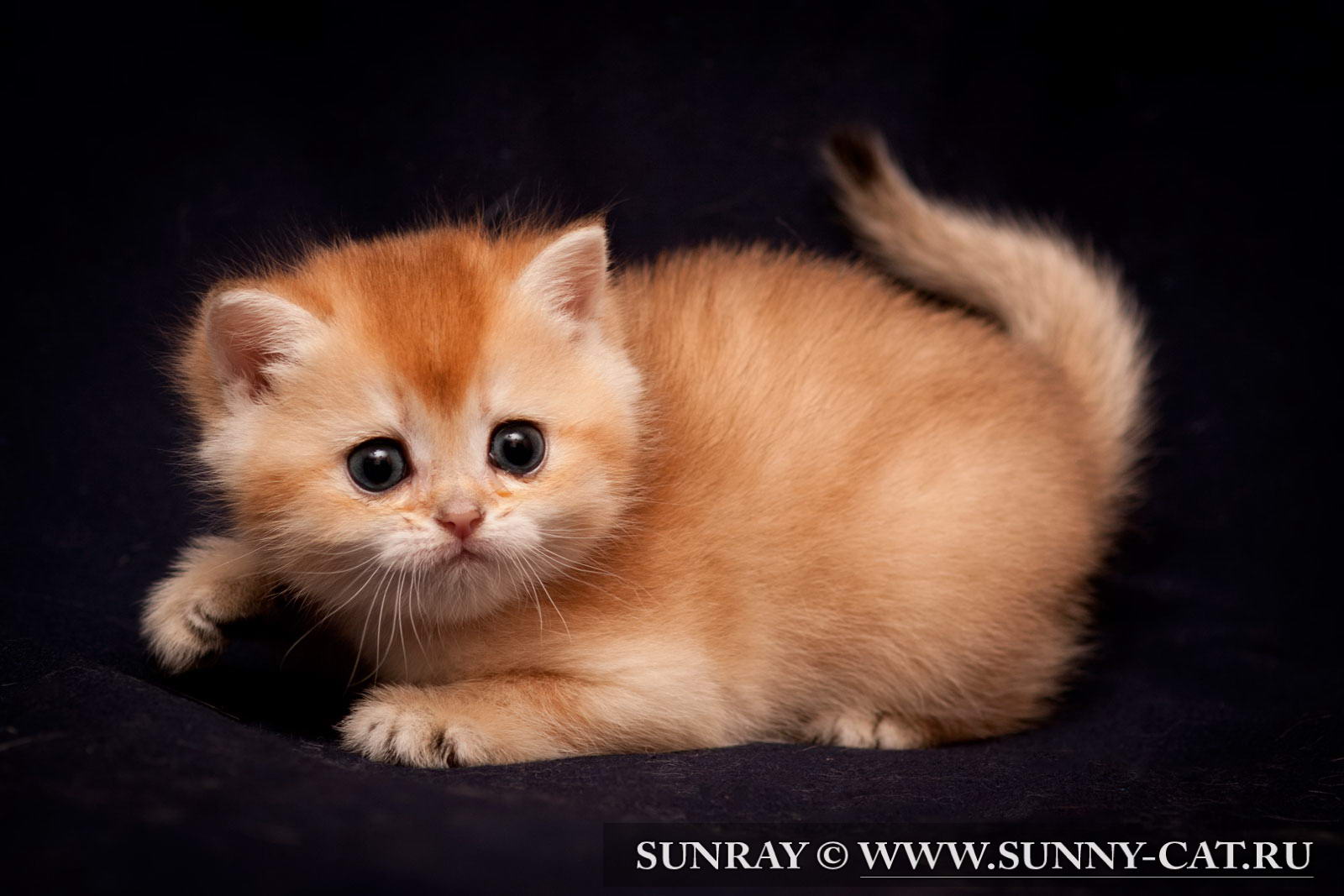 Купить котенка мальчика. Рыжий британец котенок. Британский короткошерстный кот рыжий. Тикированные котята рыжие. Британский короткошерстный котенок рыжий.