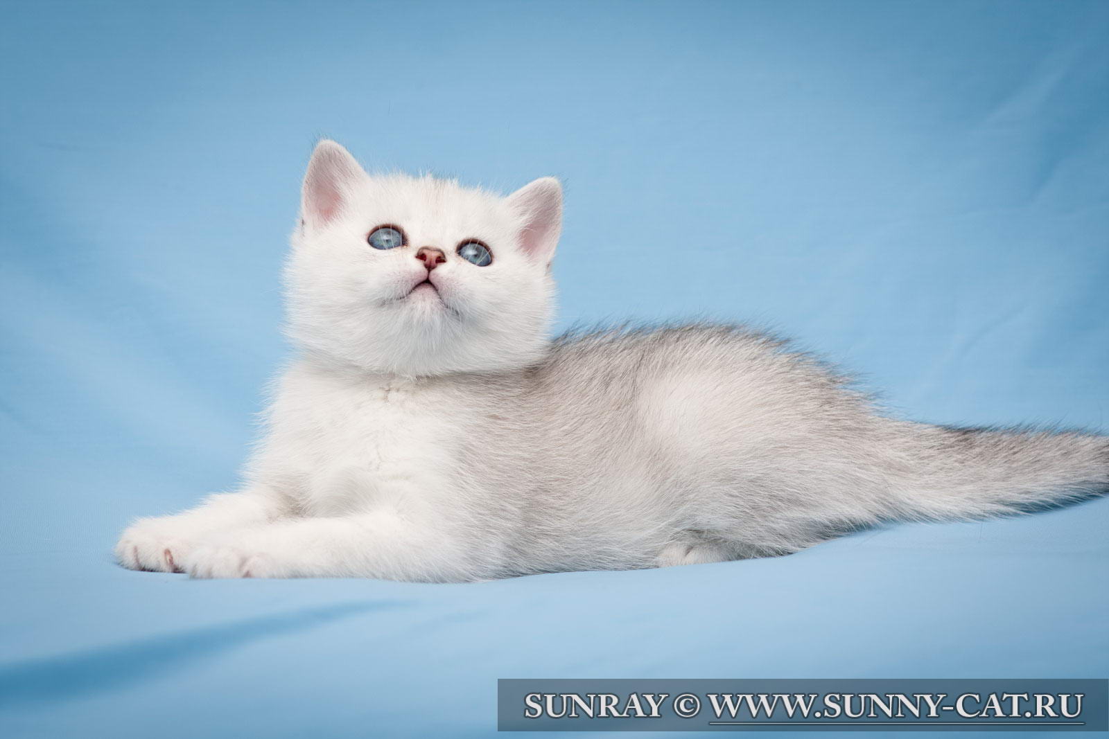Серебристая Шиншилла Кошка Фото