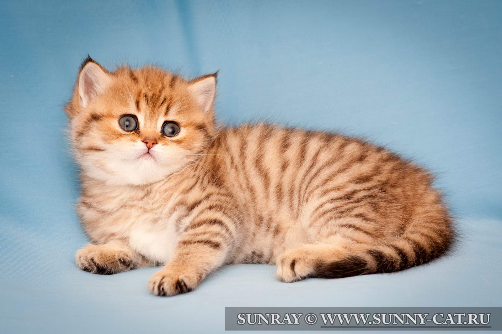 Окрасы Британских Кошек С Фото
