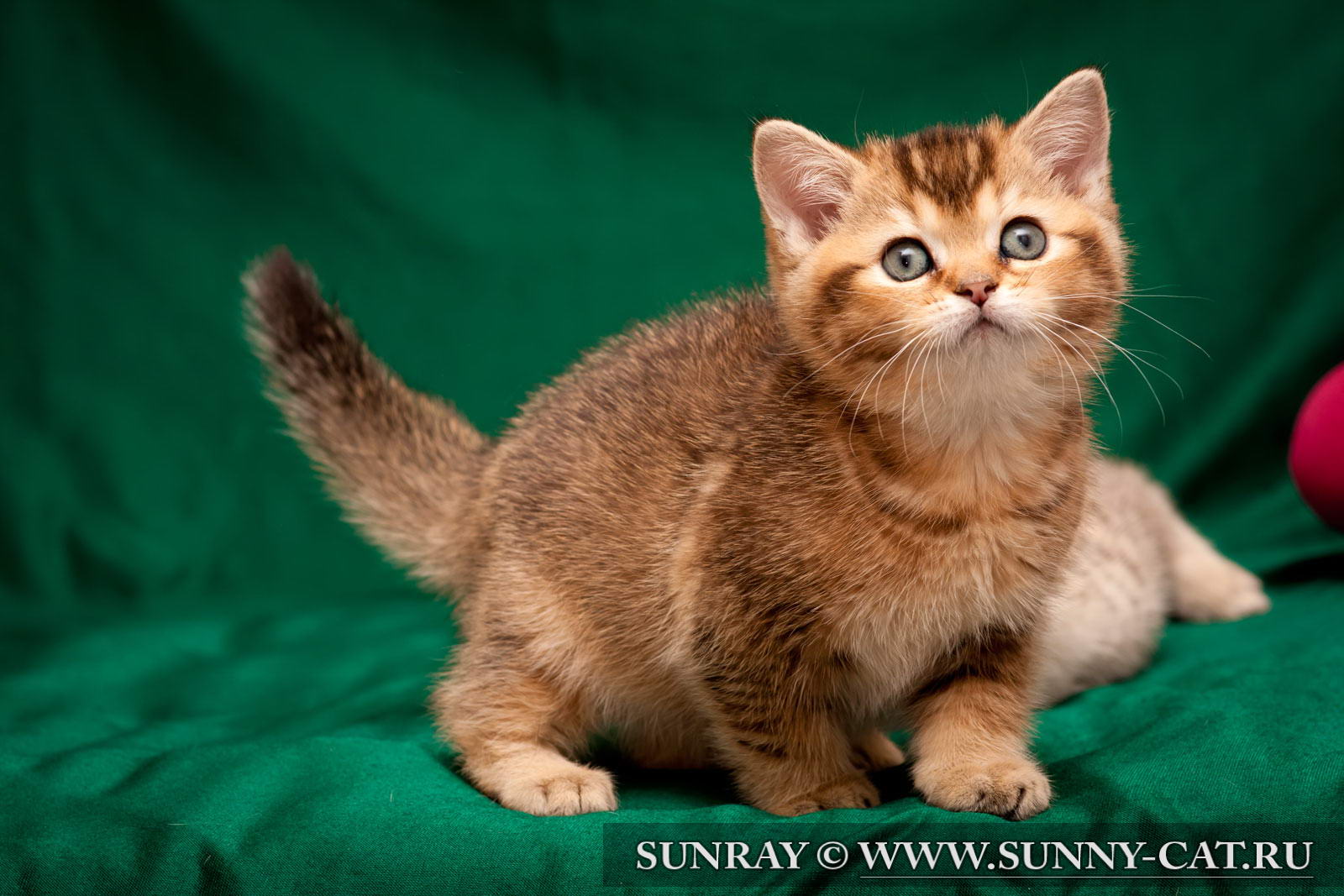 Котята помета «R-2». День рождения 11 февраля 2013 года. Sunny Cat