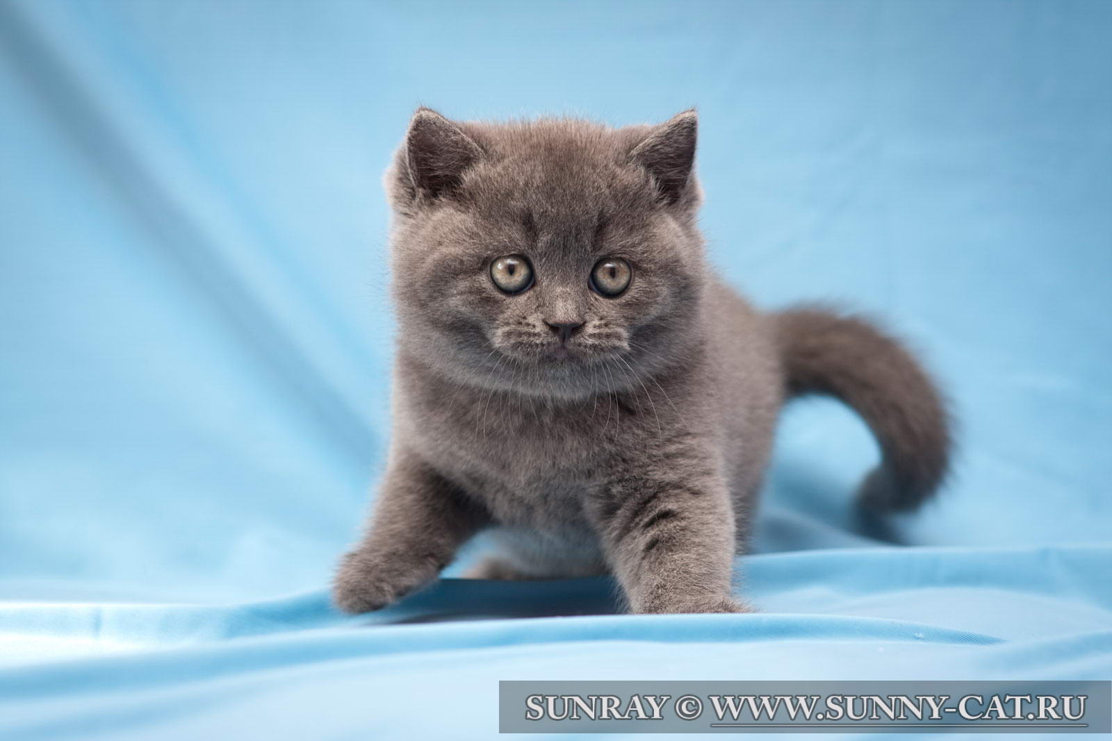 Британская Кошка Котенок Фото