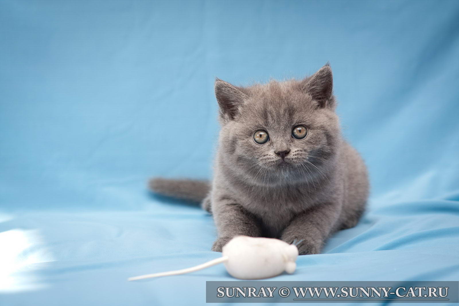 Голубой окрас британца - серый кот