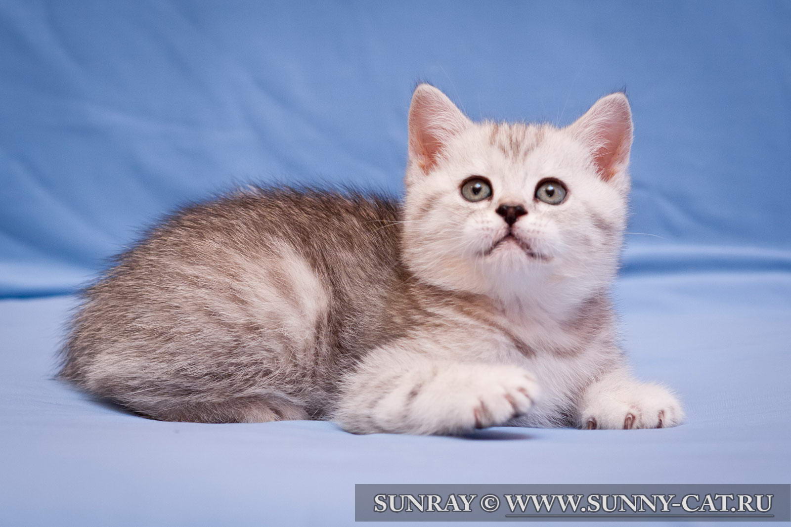 Британская Кошка Котенок Фото