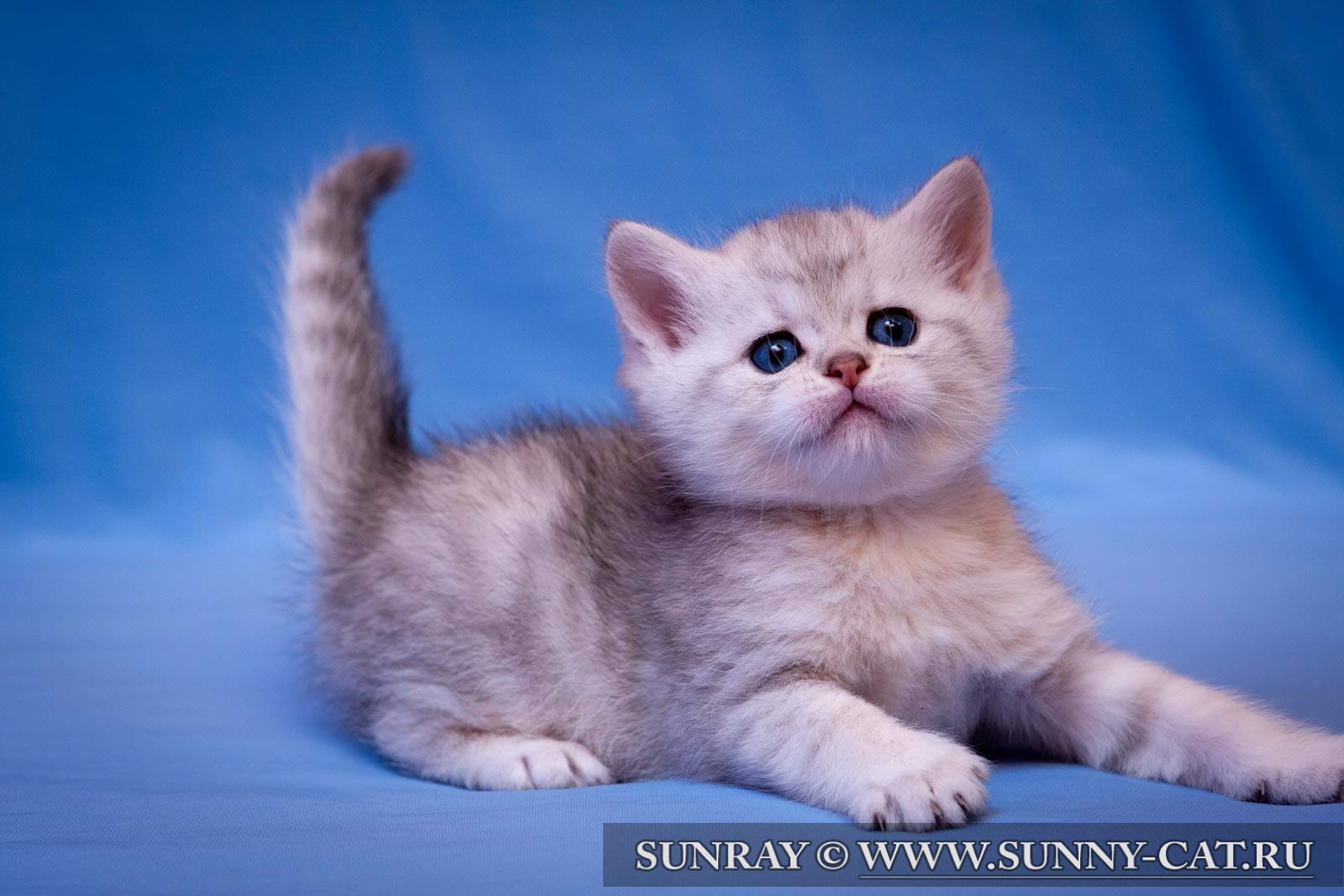 Британская Кошка Котенок Фото