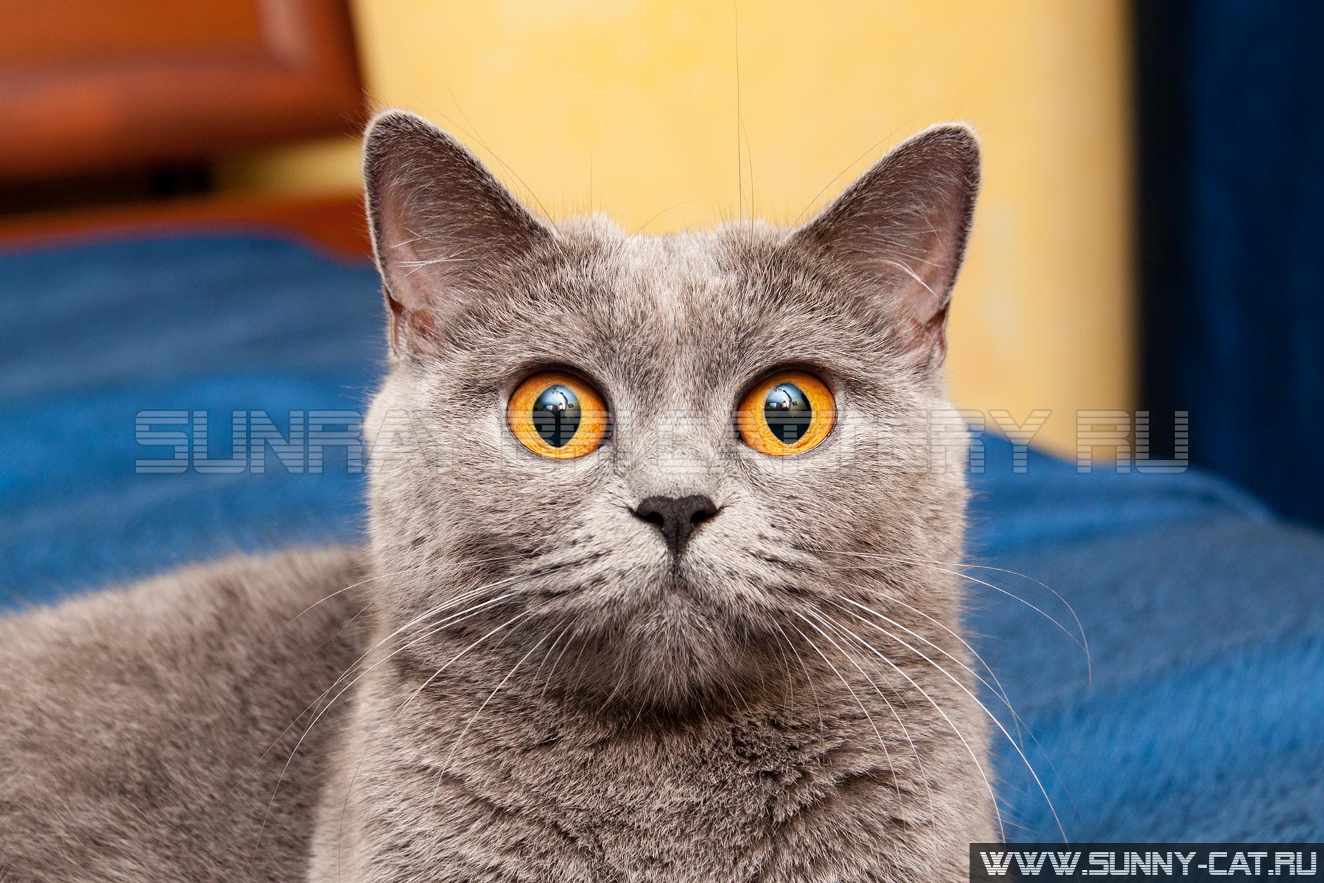 Очаровательная мордочка серой британской кошки с огромными оранжевыми глазами которая смотрит прямо в камеру крупным планом