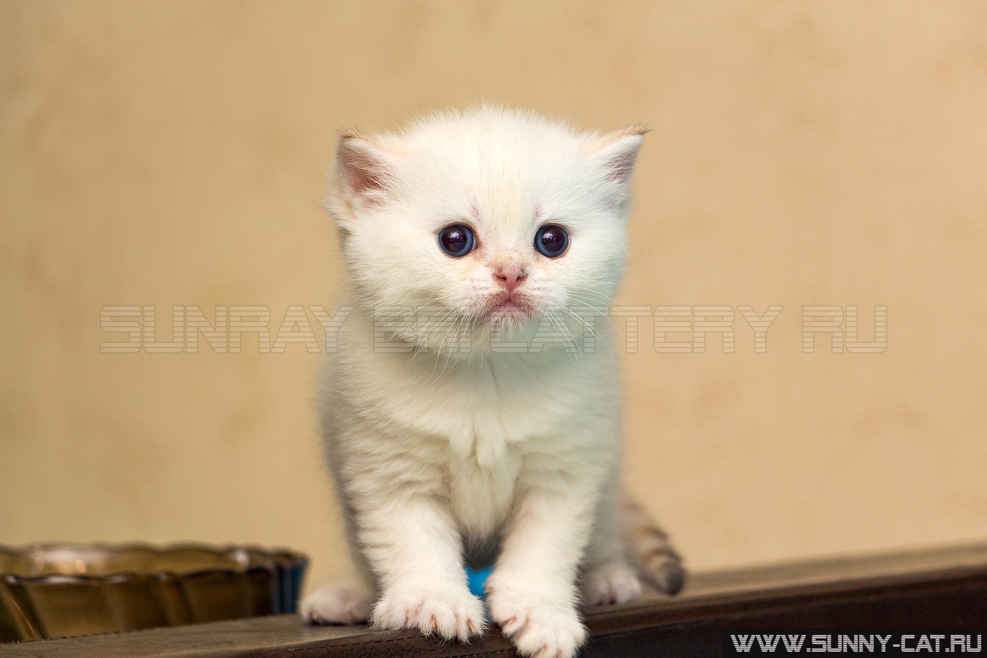 Белый котенок британской породы с голубыми глазами стоит на спинке дивана и смотрит вперед