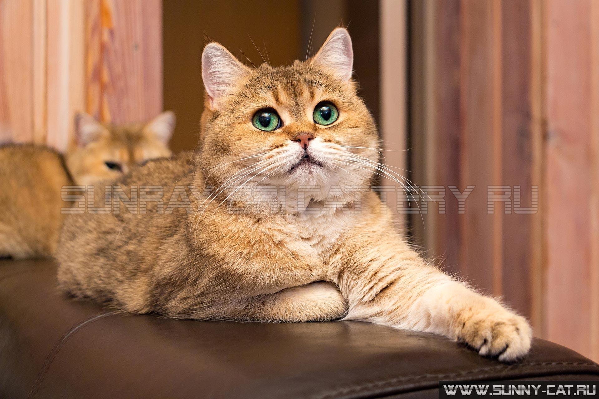 Кошка с зелеными глазами - очаровательная британская золотая кошка с насыщенными зелеными глазами лежит на спинке дивана выставив лапу вперед и смотря вверх