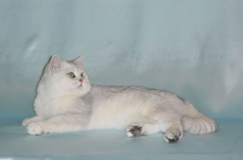Кот британский короткошерстный Rolling Stone von Isle of Glass, окрас ...