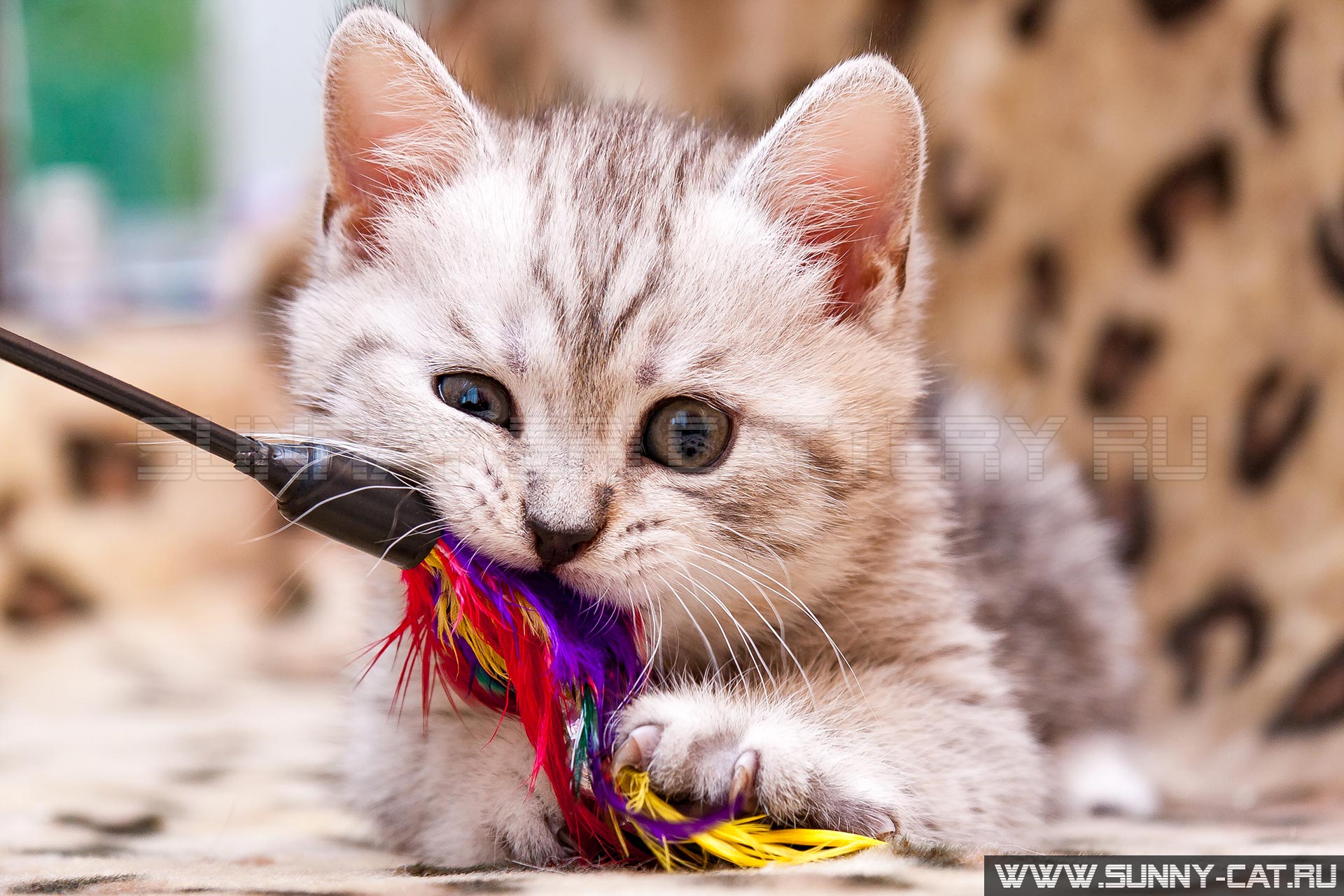 Котенок играет с махалкой - маленький британский котенок серо белого окраса жует кошачью игрушку глядя в камеру крупным планом