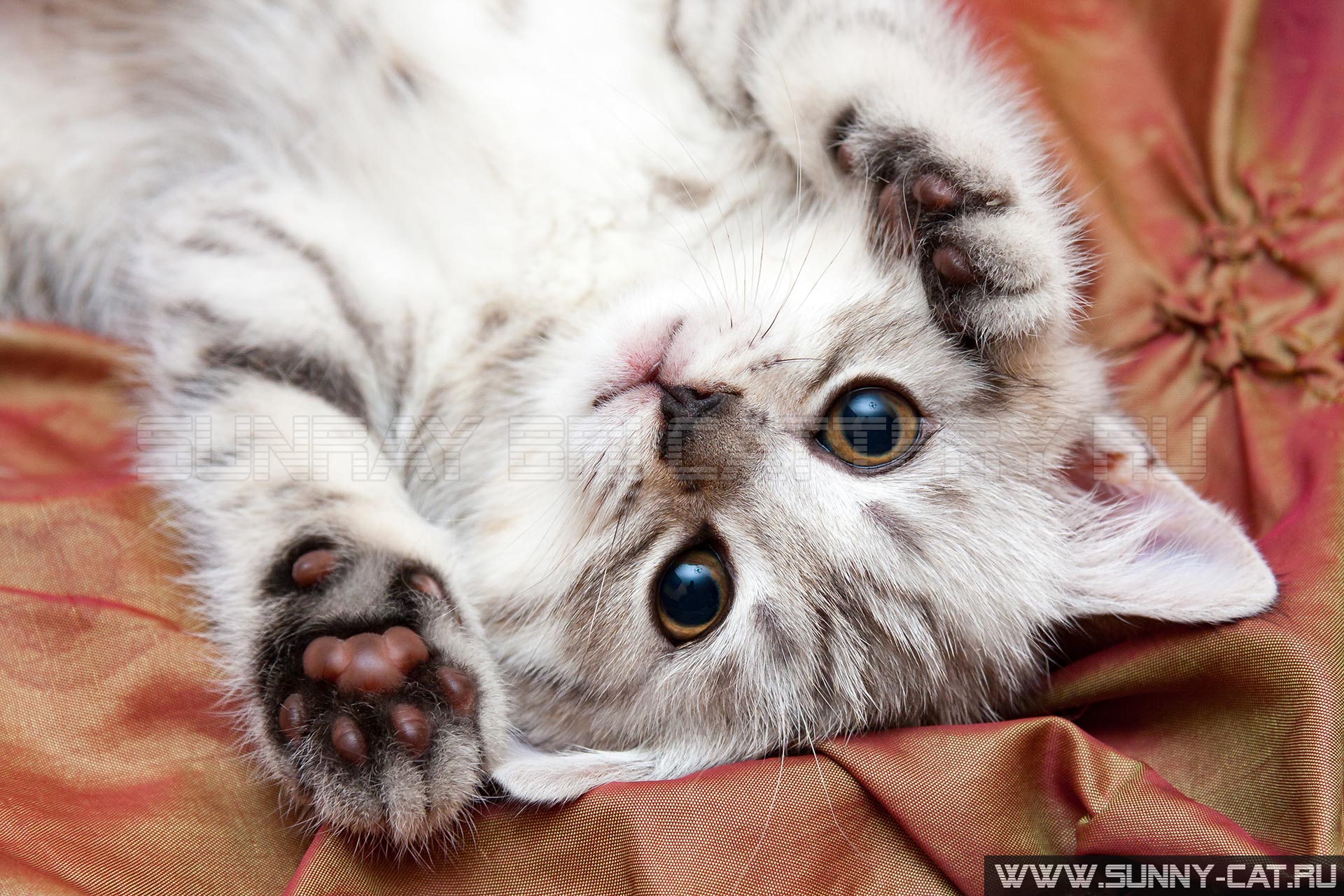 Молодой серый британский кот лежит вверх ногами на кровати подняв лапы вверх и смотрит в камеру