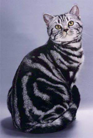 http://www.sunny-cat.ru/datas/users/1-color_design020.jpg