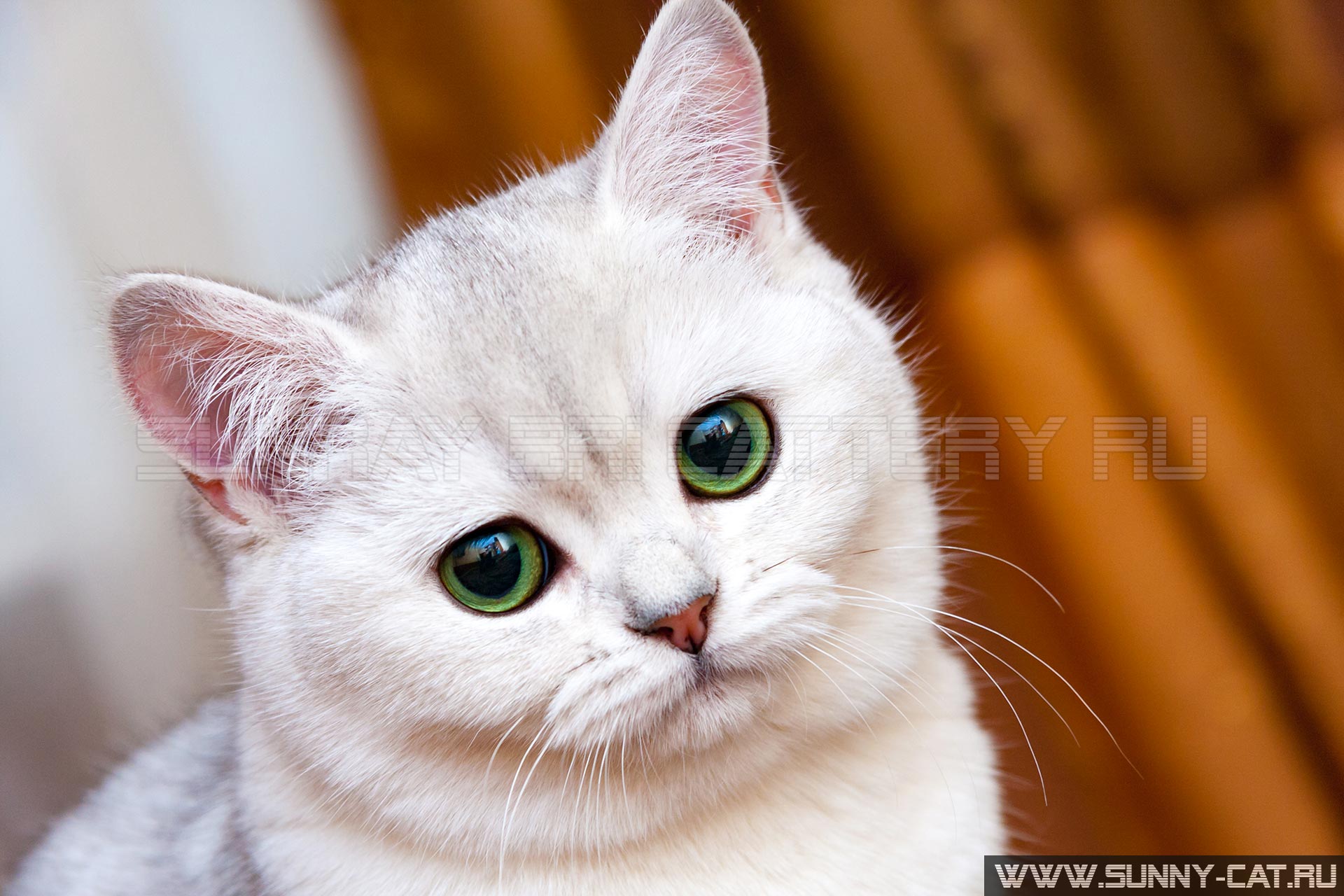 Красивая белая серебристая британская кошка с зелеными глазами смотрит в камеру, портрет мордочки кошки крупным планом.