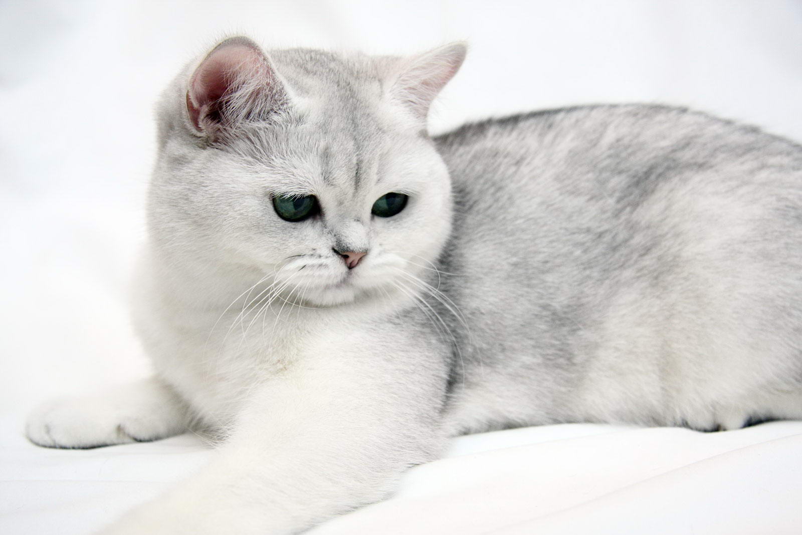 Breed: british shorthair. 