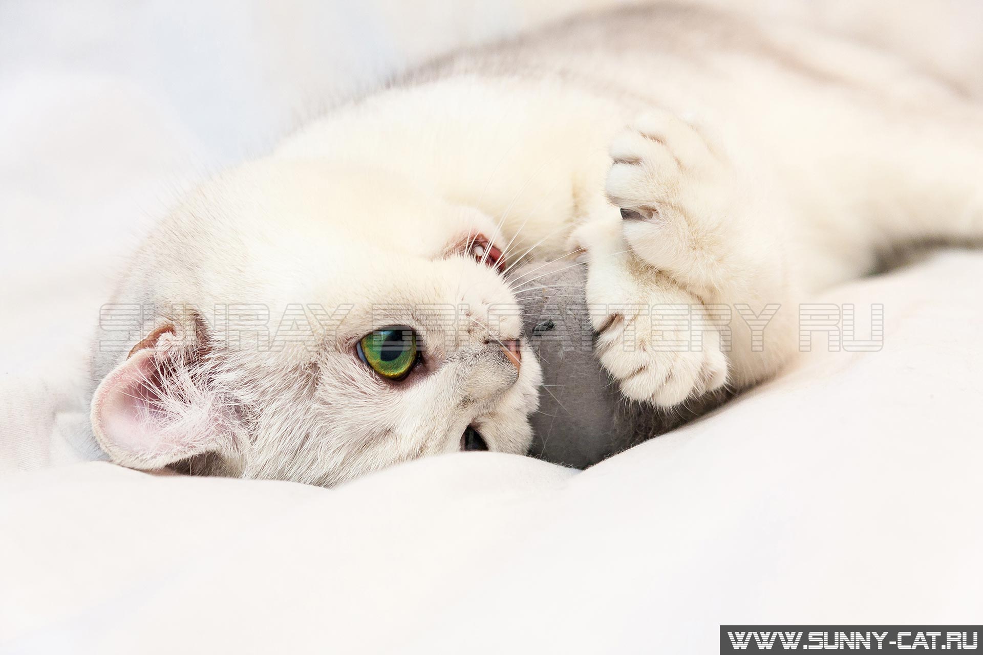 Игривая британская кошка с зелеными глазами лежит на белом одеяле сжимая игрушечную мышь лапками и кусая ее.