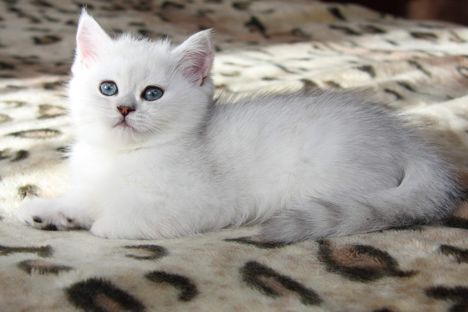 Котенок британец белый