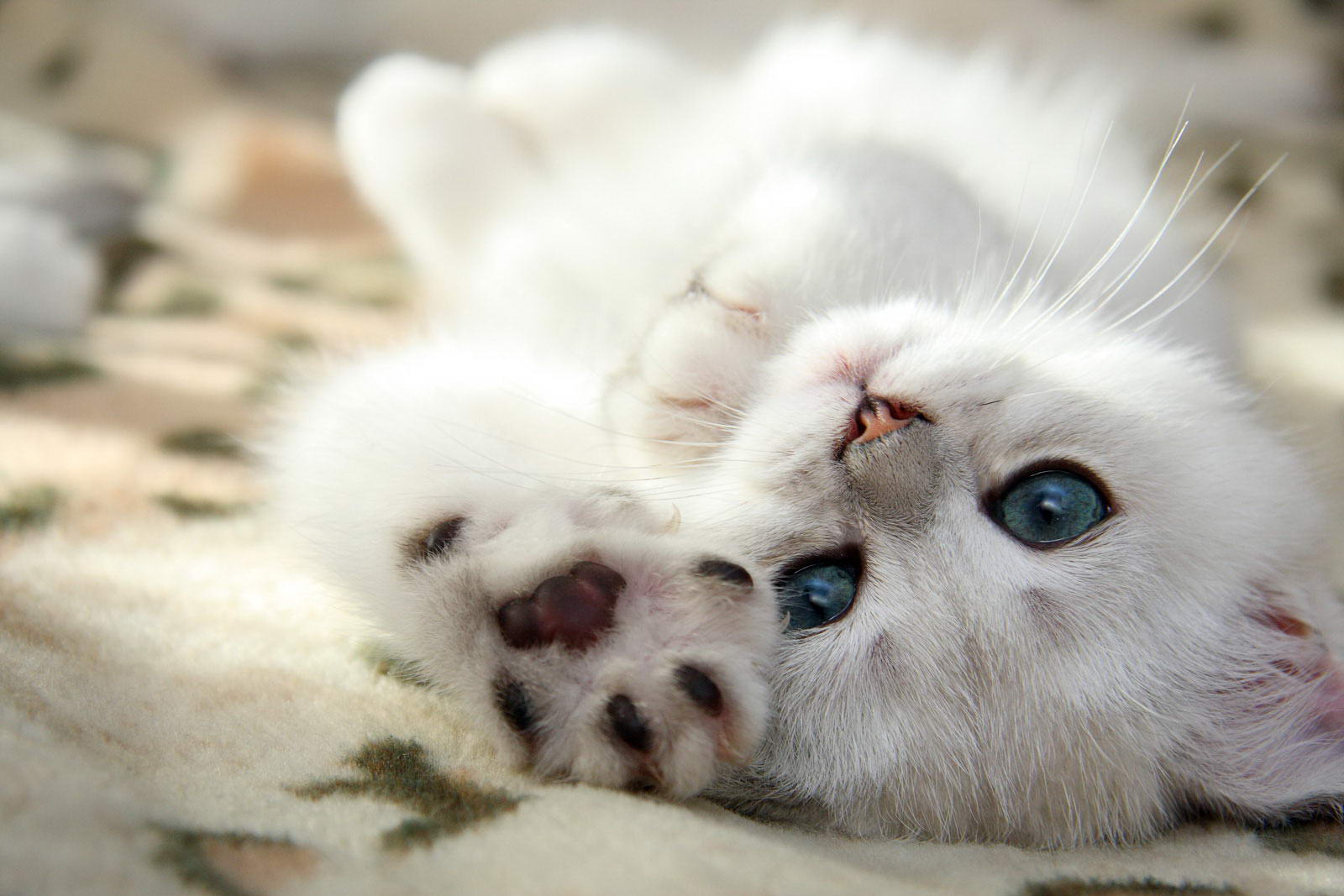 Котенок скучающий картинки