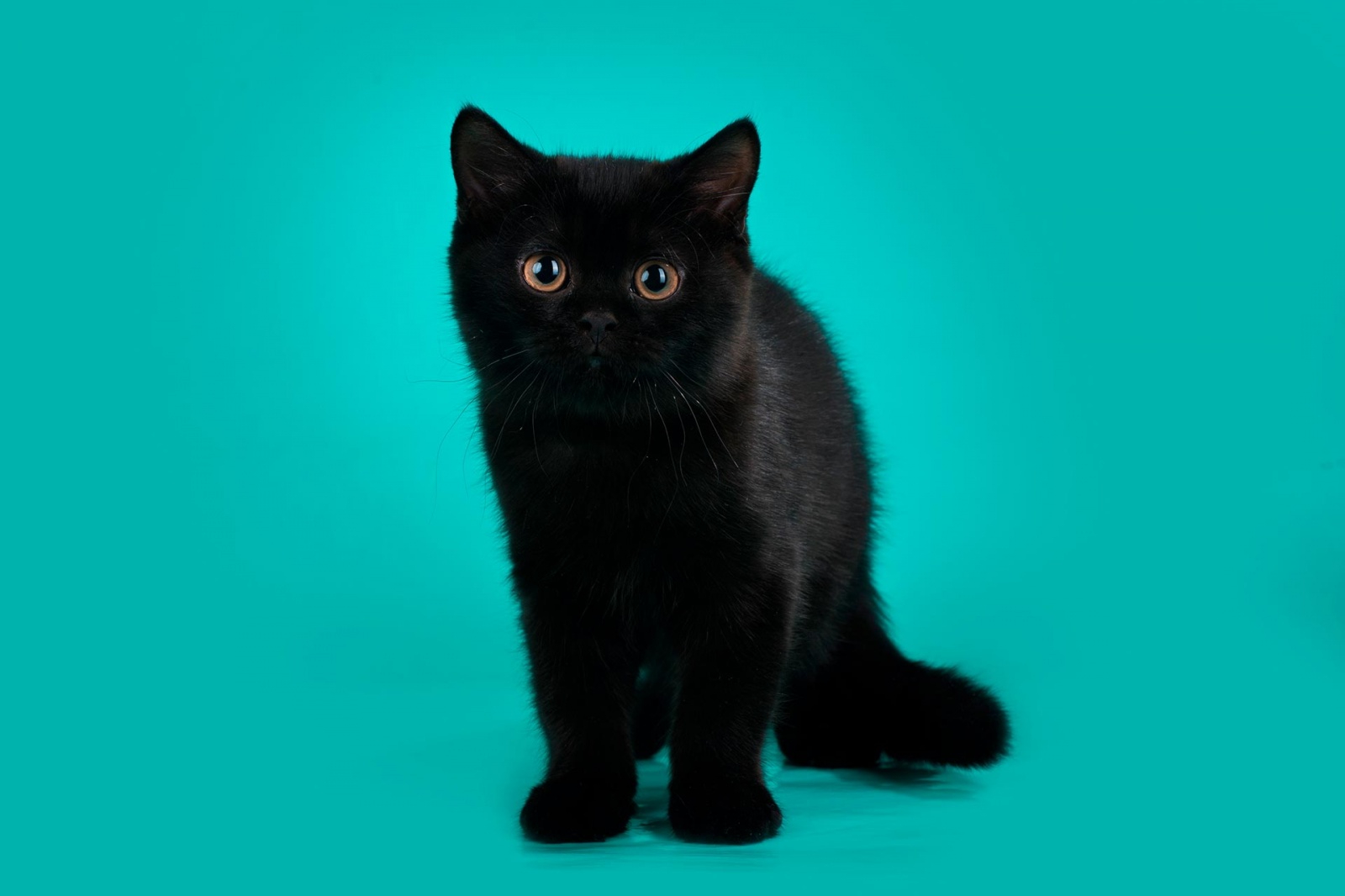 Черная британская кошка