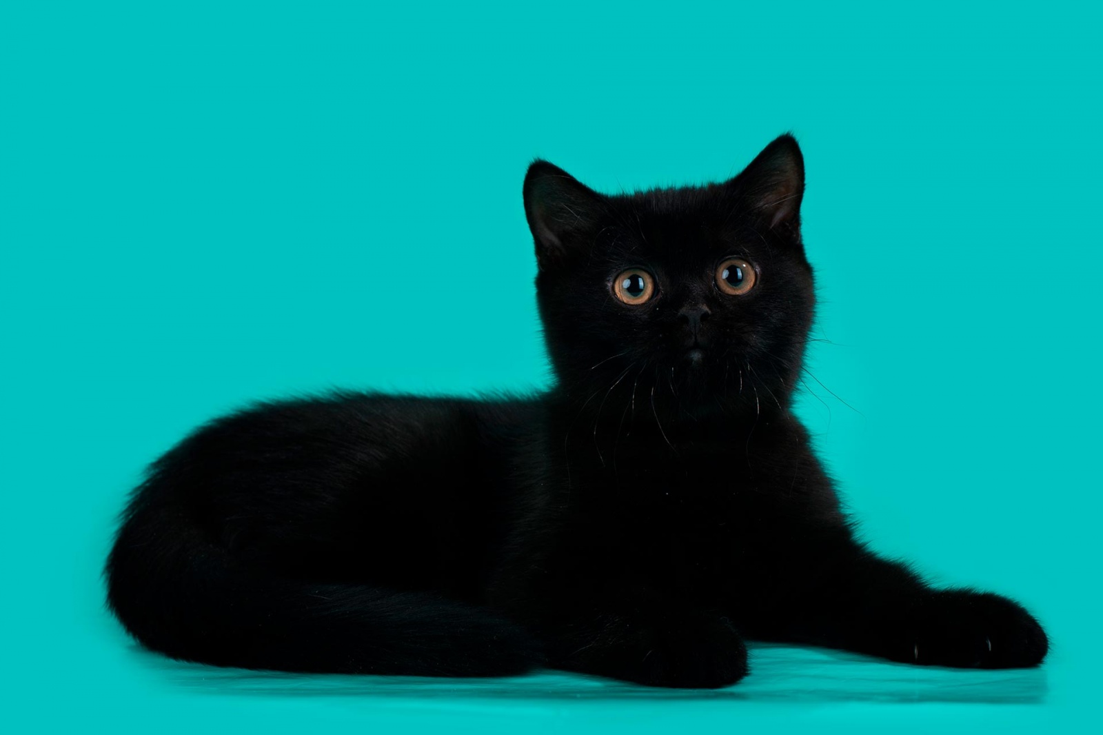 Черная британская кошка