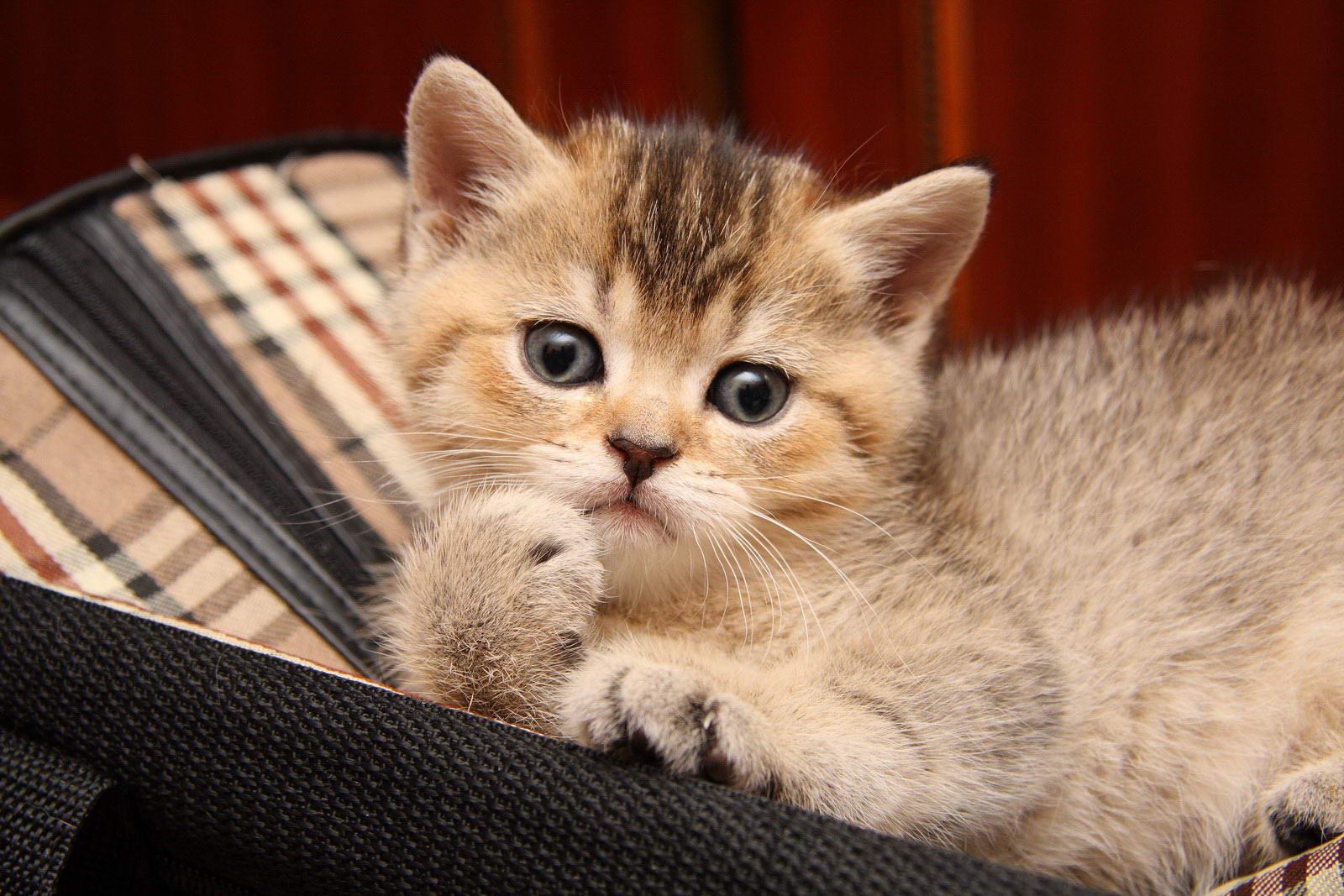 Cat start. Cat start