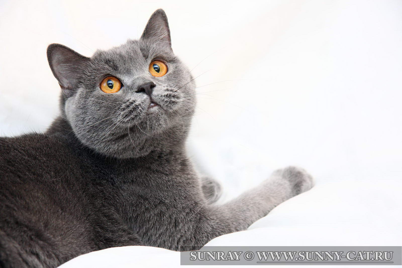 Фотографии породы британских кошек. Британская короткошёрстная кошка. Британская короткошёрстная кошка шартрез. Британская кошка короткошерстная серая. Британская короткошёрстная кошка голубая.