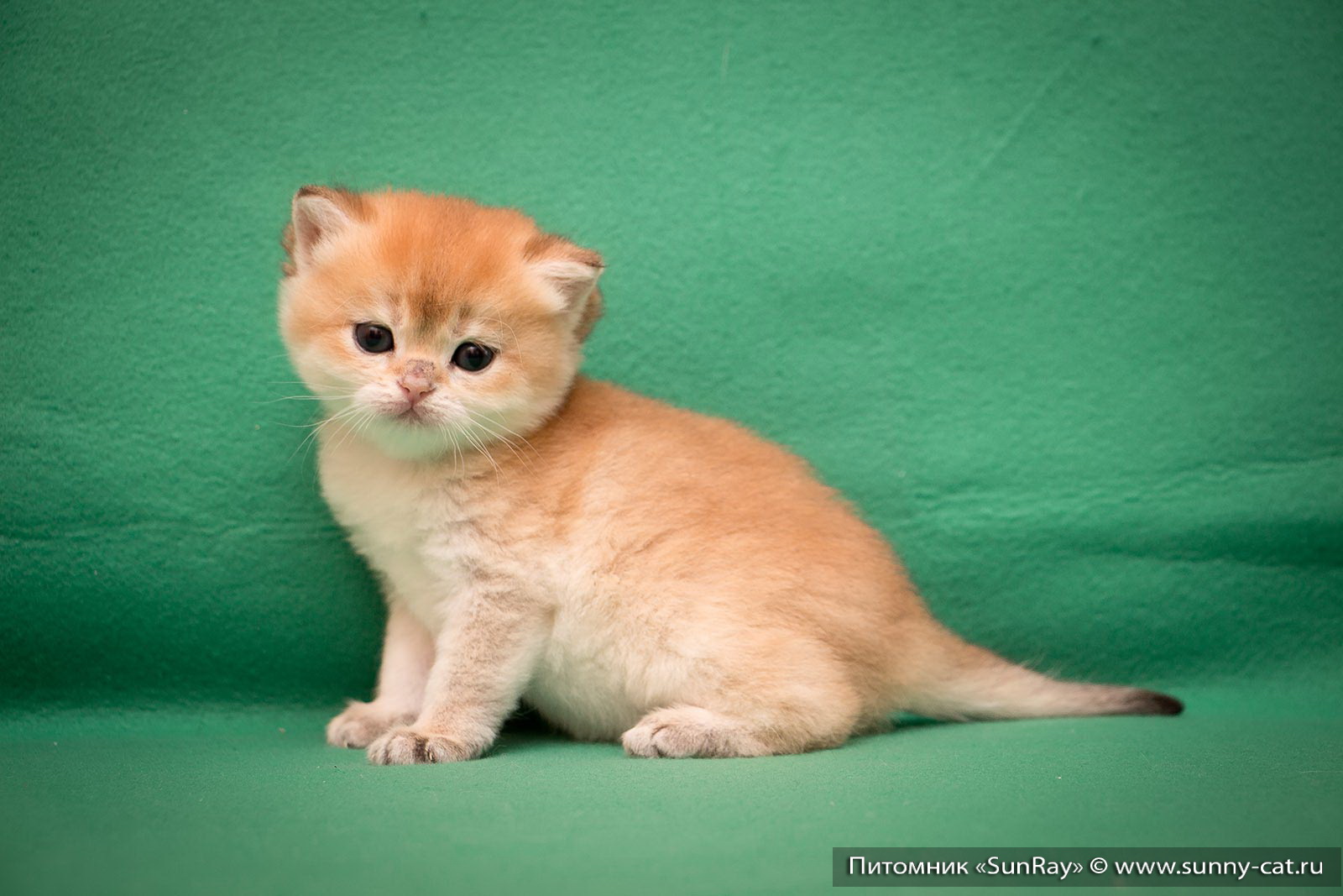 Купить Британского Котенка В Тюмени На Авито