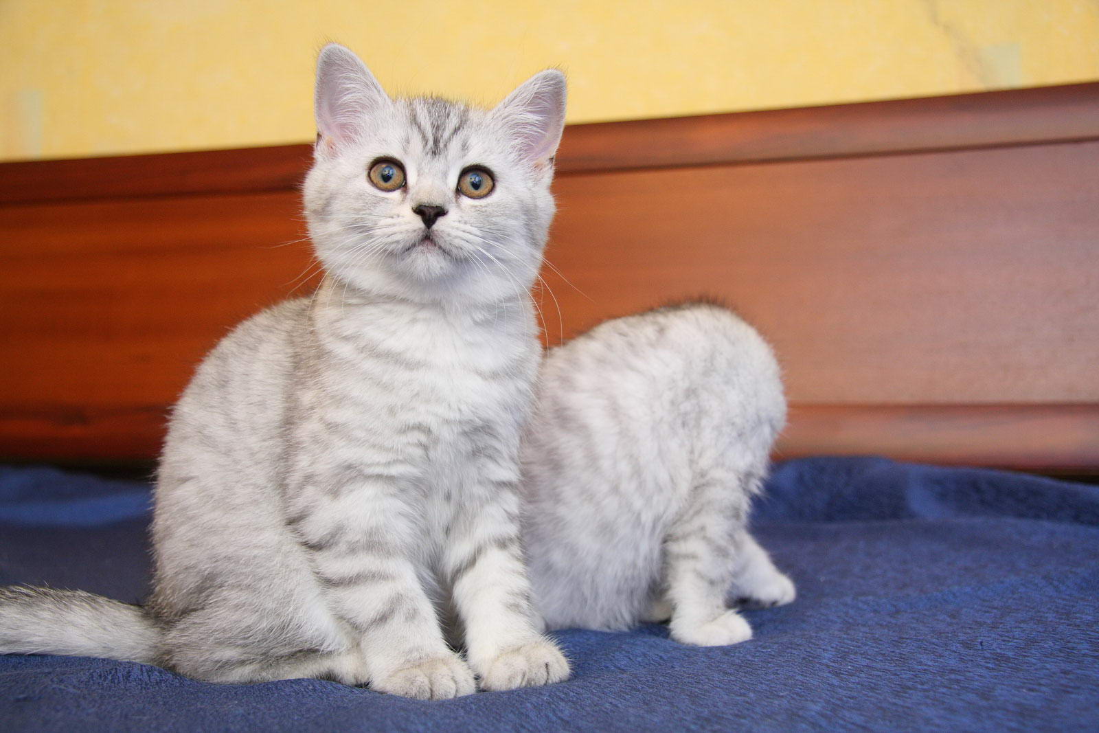 Котенок девочка британская короткошерстная (британка) черная ...