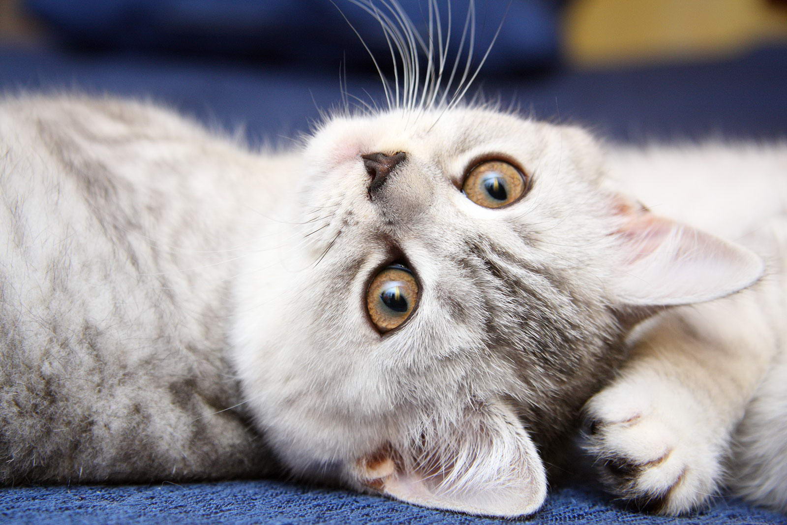 Скачать котики
