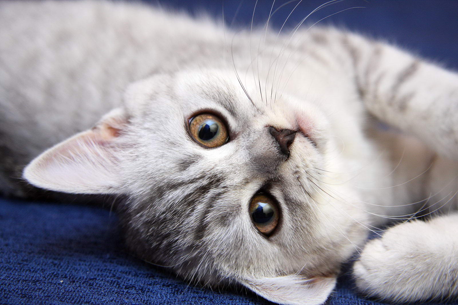 кот из рекламы вискас фото