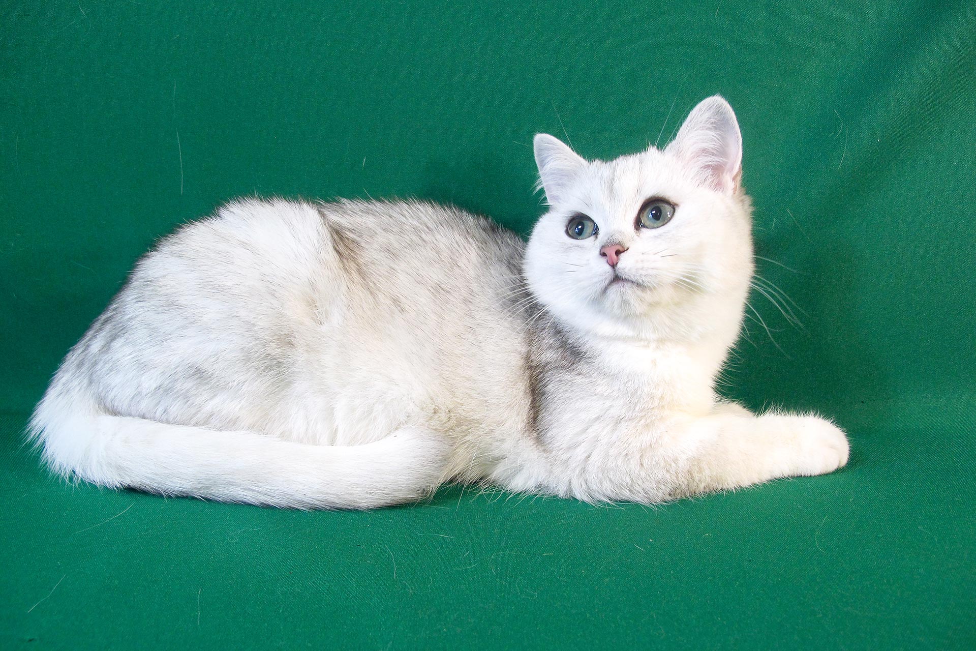 Серебристая Шиншилла Кошка Фото