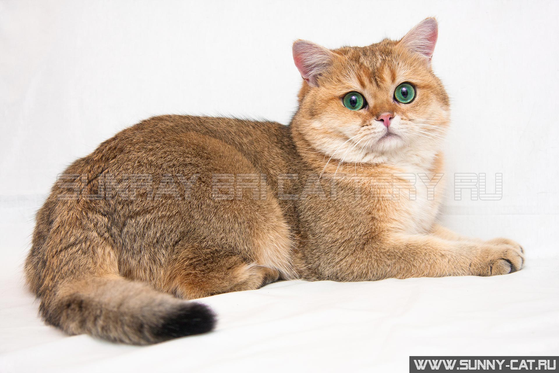Большой британский кот золотого тикированного окраса с большими зелеными глазами и пушистым хвостом