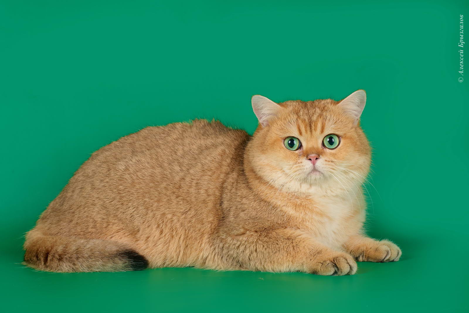 Gr. Int. Ch. Golden Garry v. Wahrberg - Альбом фотографий #31 - Черный ...