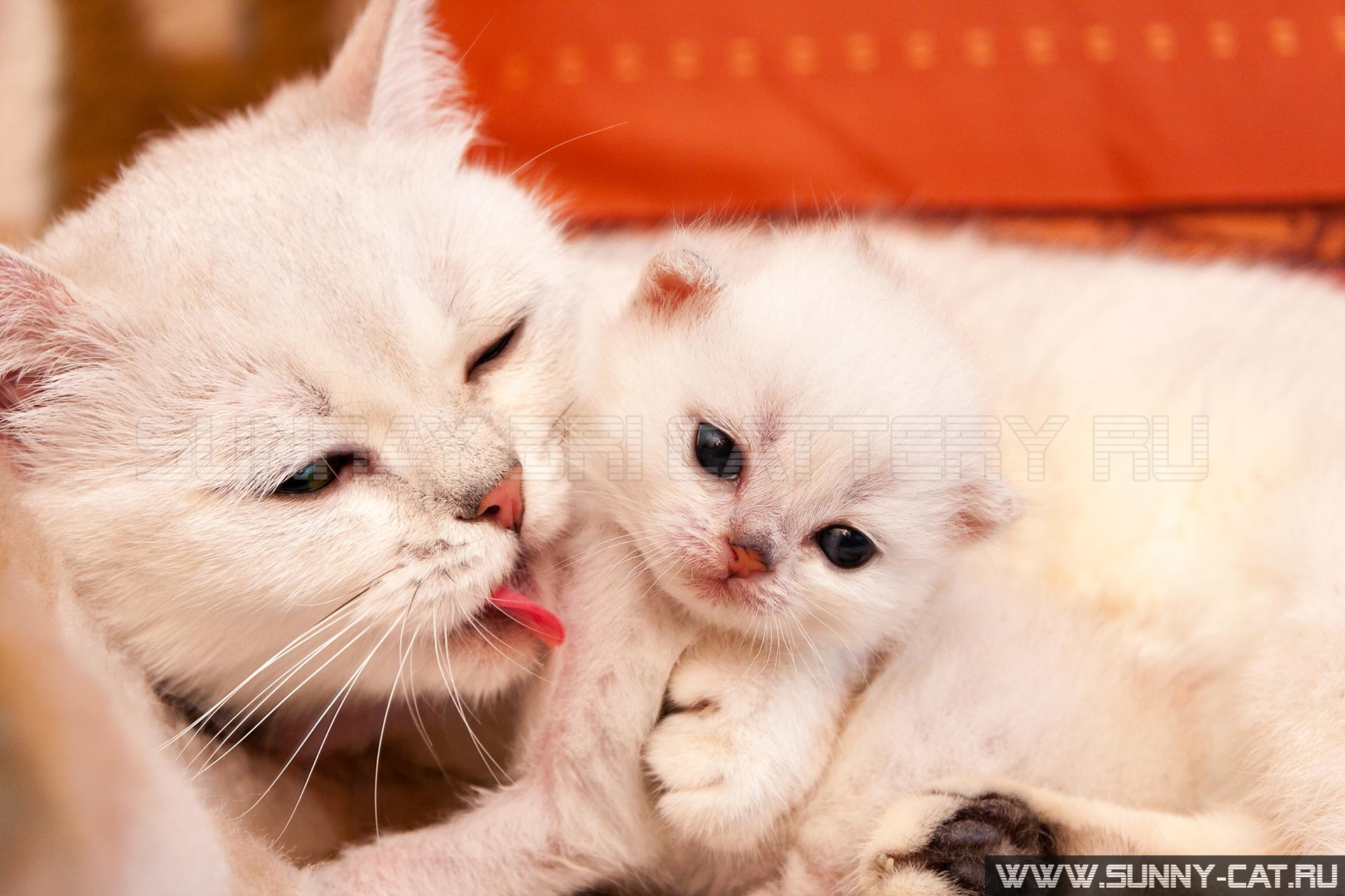 Белая британская кошка мама обнимает и вылизывает своего маленького малыша котенка, котенок обнимается со своей мамой.