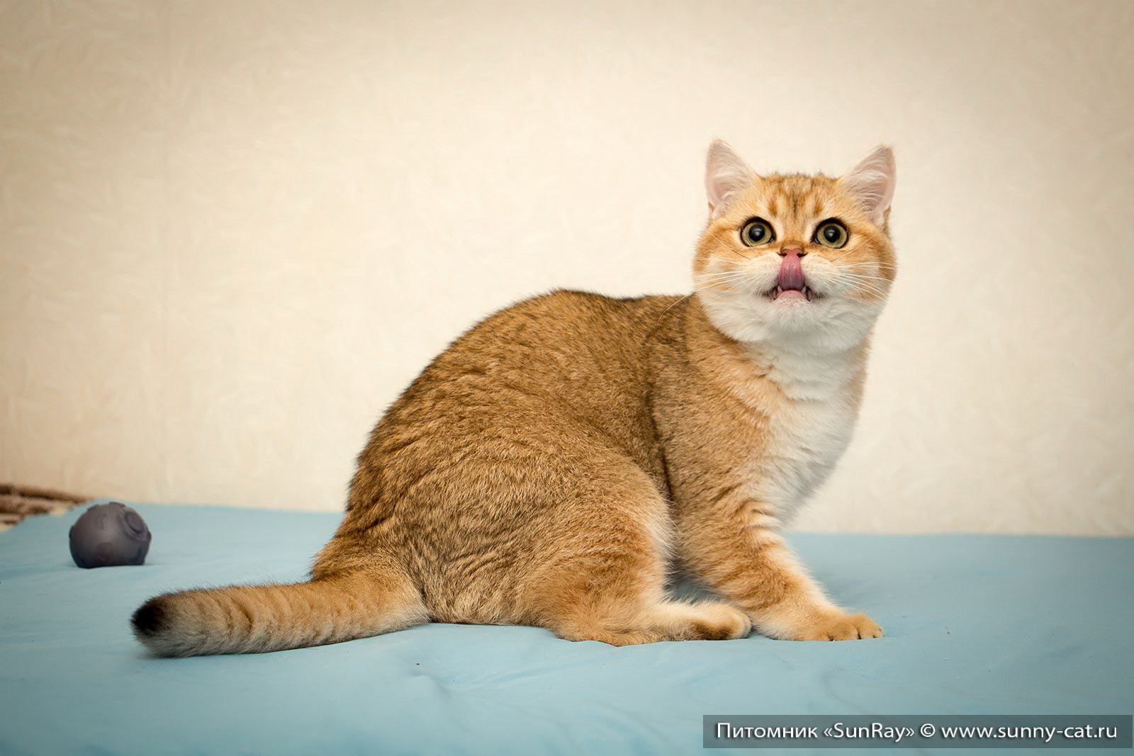 Окрасы Британских Кошек С Фото