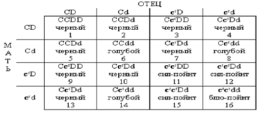 Генетические формулы окрасов собак. Формула окрасов кошек. Генетика окрасов кошек. Генетическая формула.