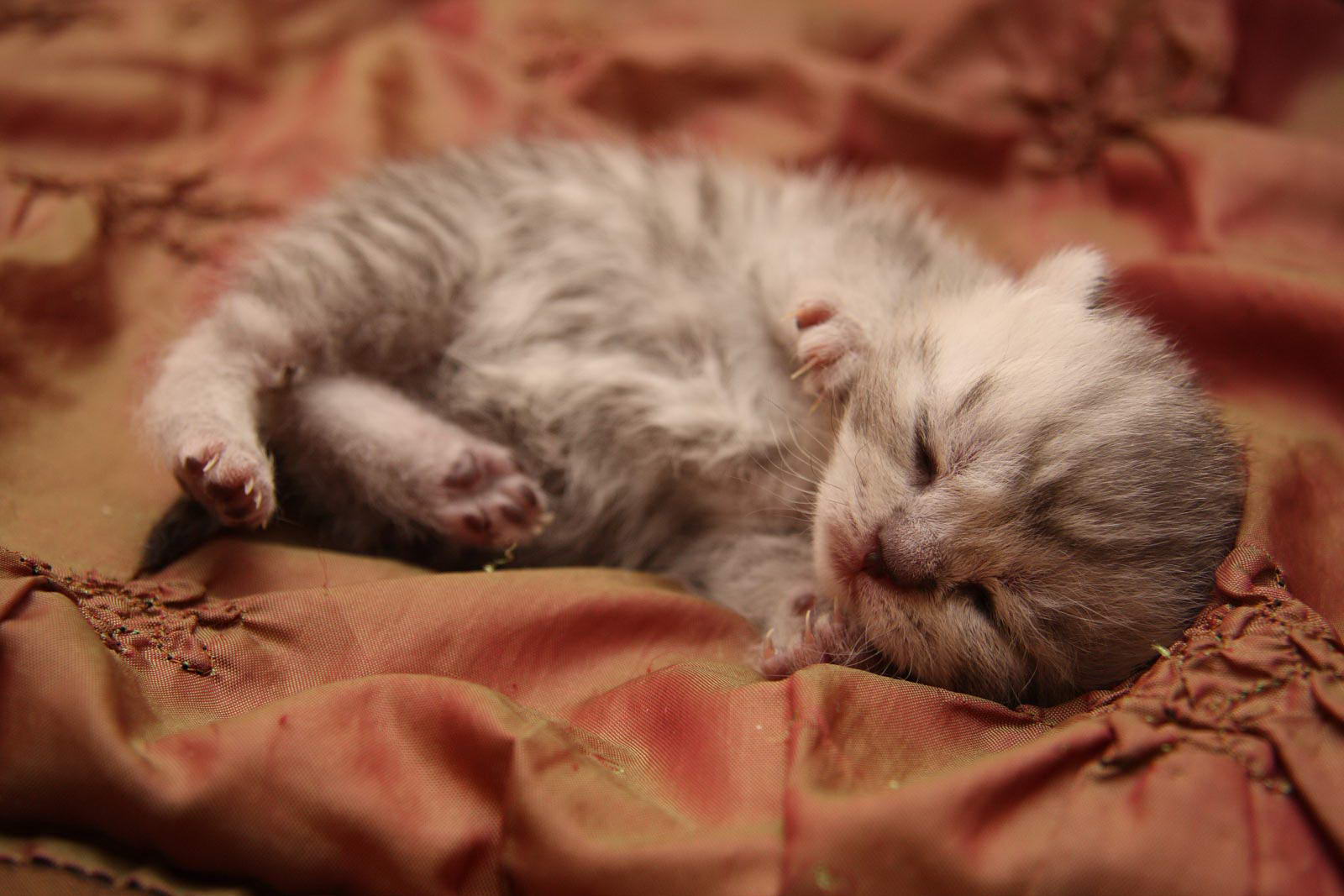 Котёнок-ребёнок. Животные. Мальчик с котом. Аниме. Аниме парни.