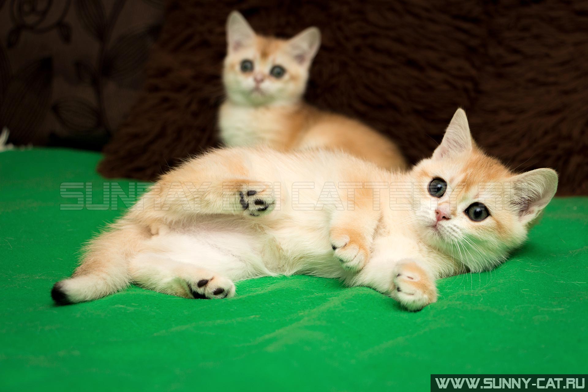 Котенок девочка британская короткошерстная (британка) черная золотая