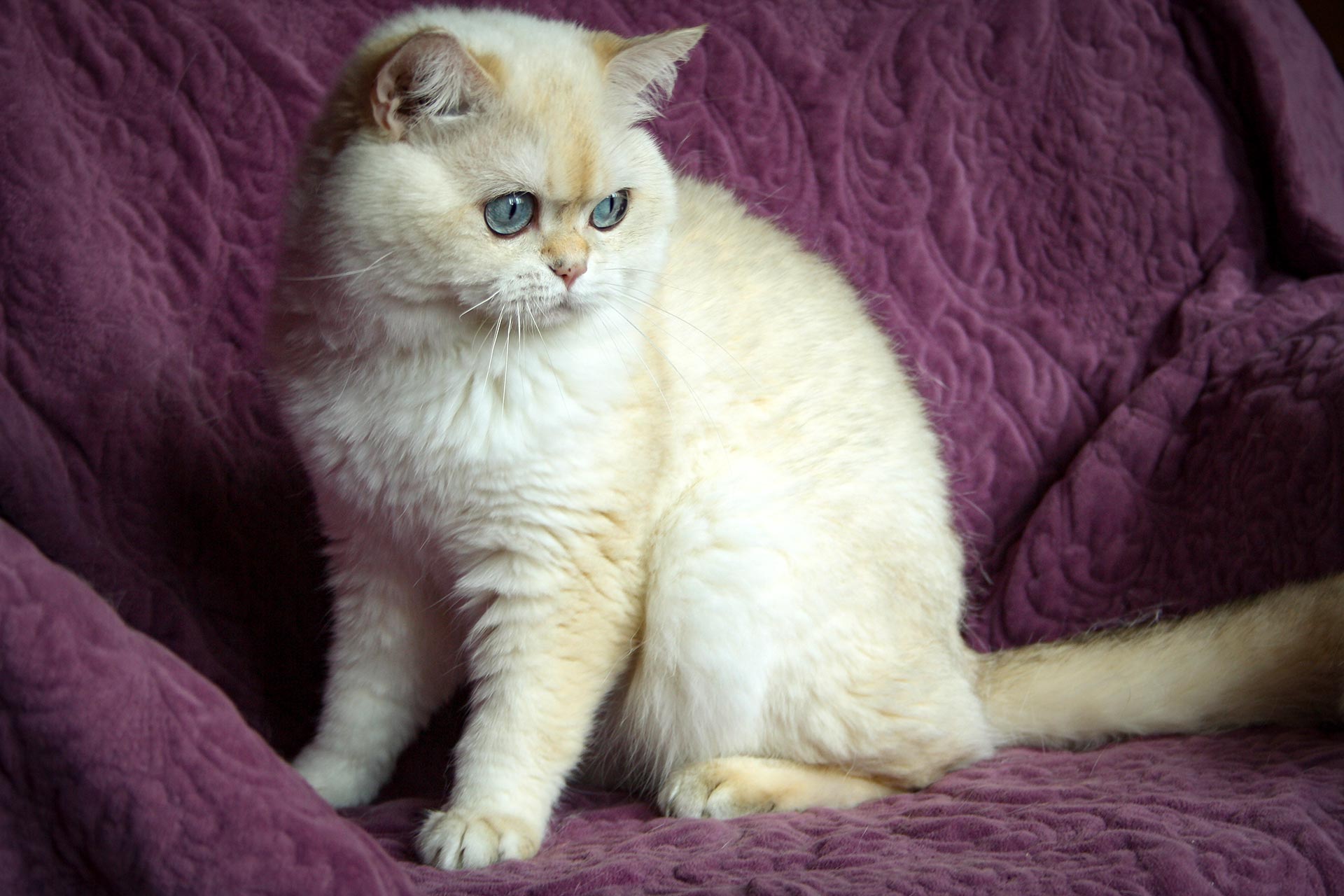 Окрасы Британских Кошек С Фото