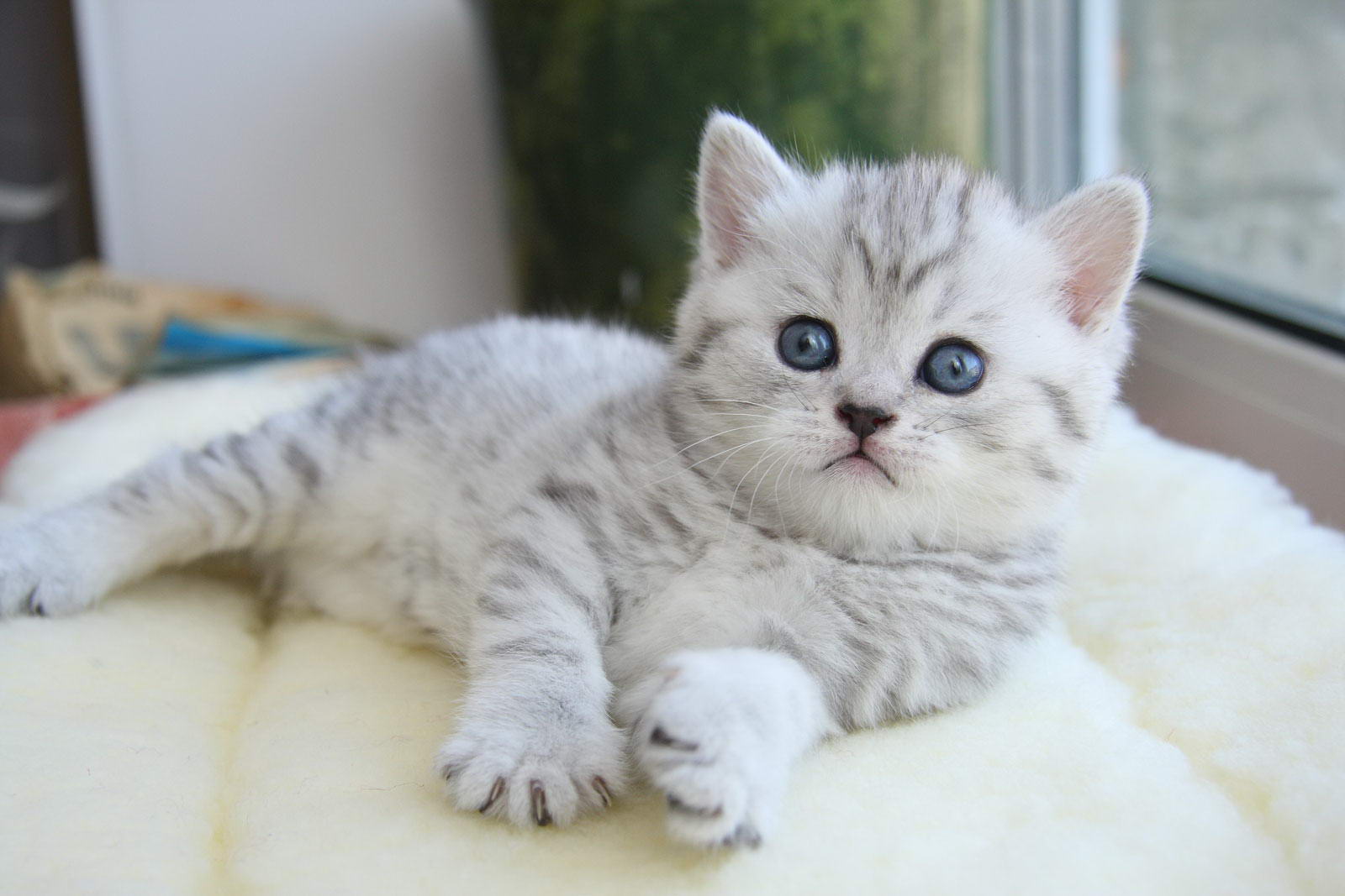 Серебристая Шотландская Кошка Фото