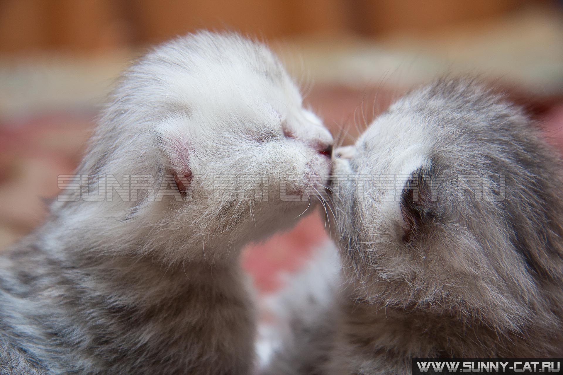 Два новорожденных британских котенка целуют друг друга, котячья любовь мяу