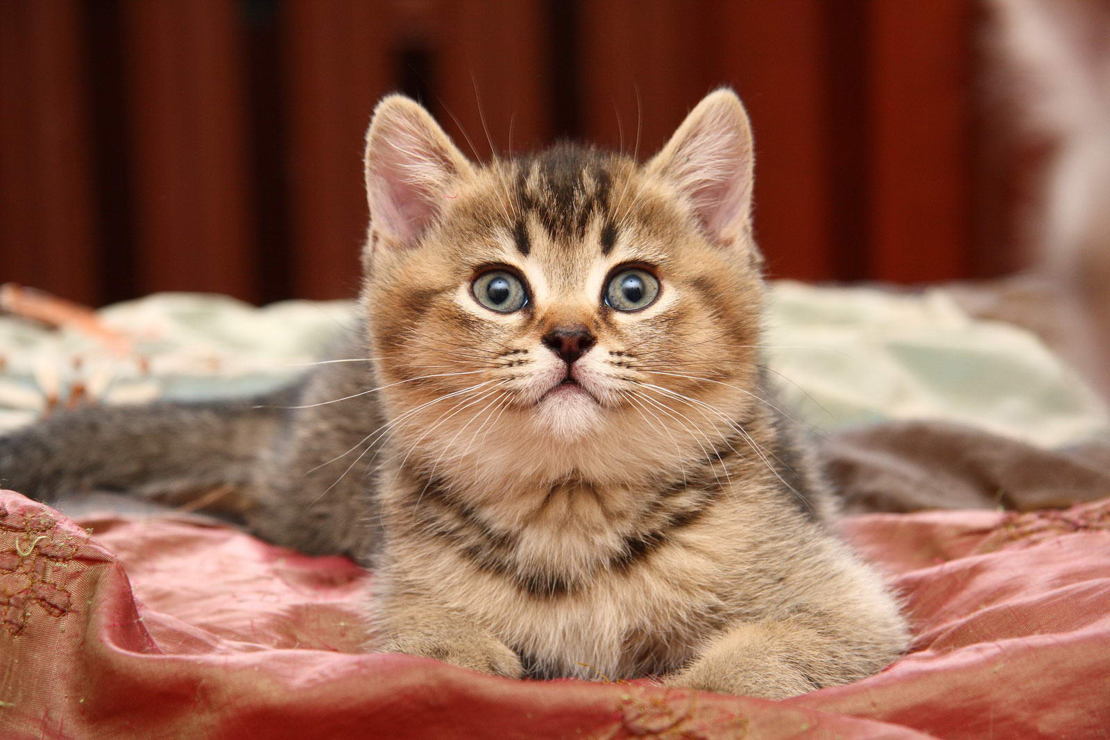 Die Fotos Der Katzchen Braun Tabby Farbe Sunray