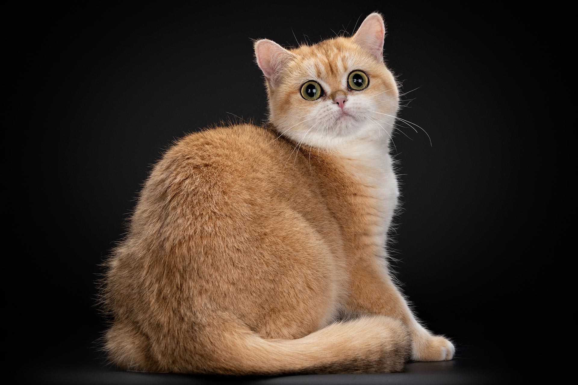 британская короткошёрстная рыжая кошка фото