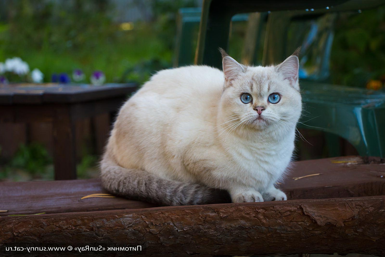 Кошка Колор Пойнт Фото