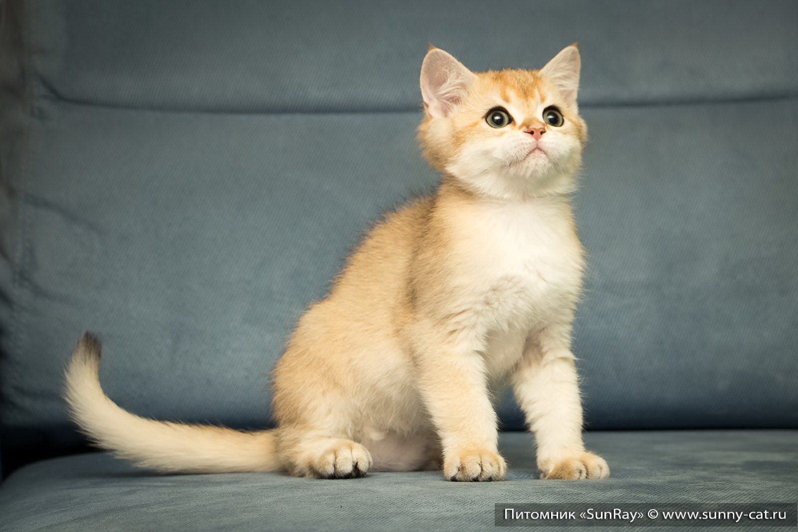 Golden harga shorthair kucing british Daftar Harga